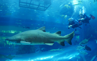 Dubai aquarium and underwater zoo at the Dubai Mall - One of the largest suspended aquarium in the world