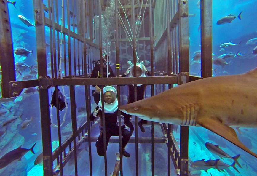 Shark Walker Dubai Aquarium and Underwater Zoo